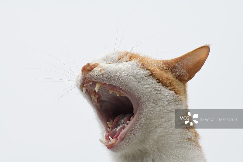 打哈欠的黄狸花猫图片素材