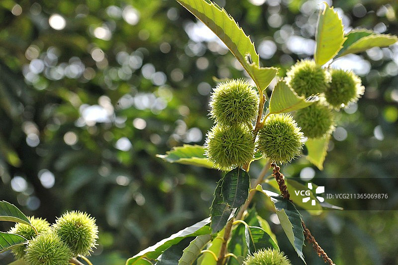 树上毛栗子特写图片素材