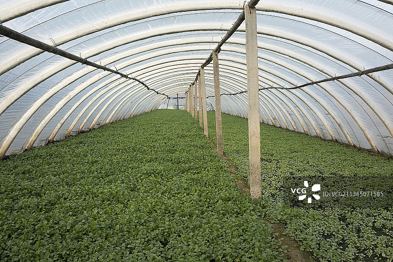 大棚蔬菜图片素材