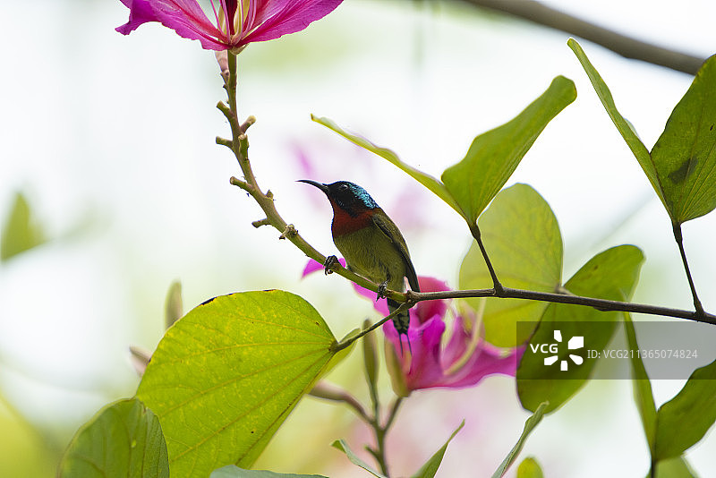 叉尾太阳鸟 3.35米图片素材