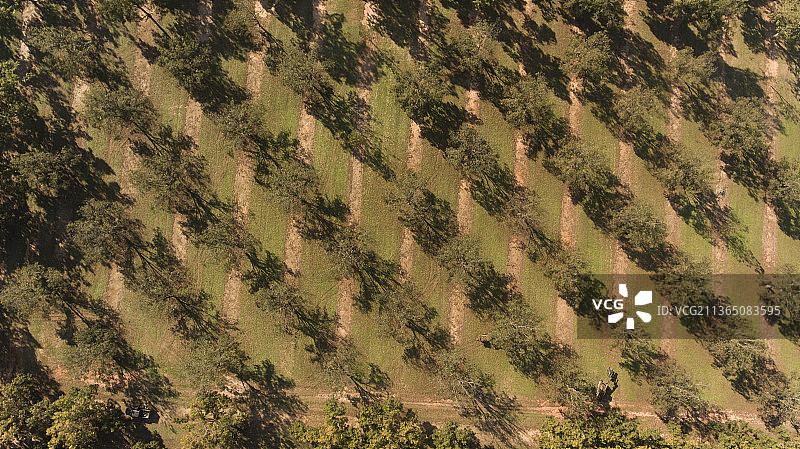 佐治亚州福特谷的皮尔逊农场图片素材