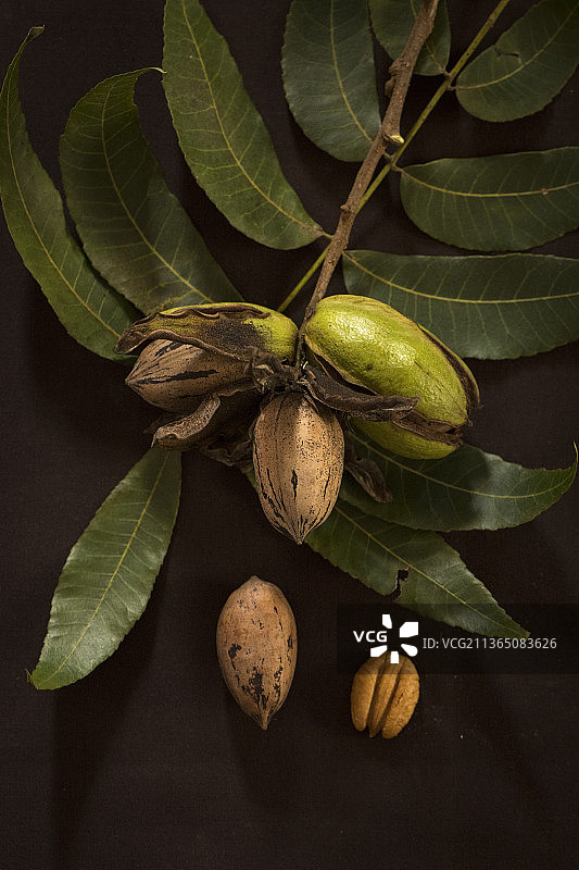 碧根果影棚照片图片素材