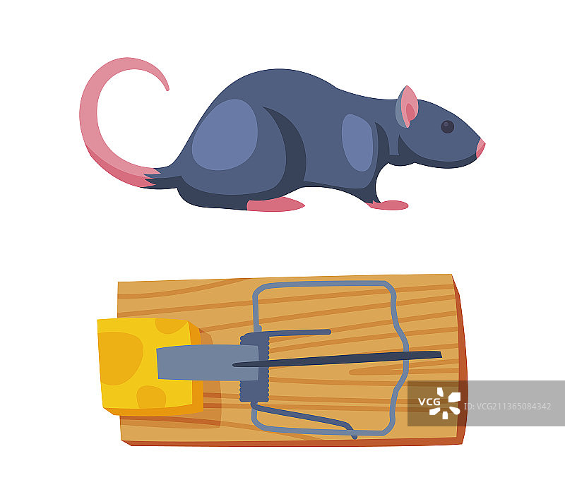 用于捕鼠的奶酪诱饵陷阱图片素材