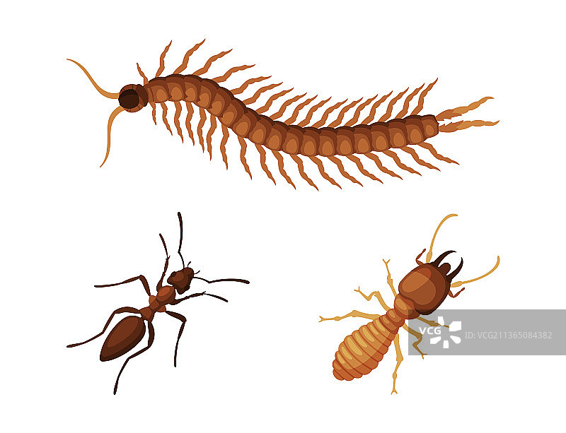 虫害防治与寄生虫清除图片素材