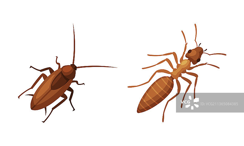 虫害防治与寄生虫清除图片素材