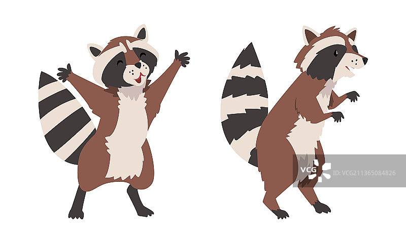 带条纹尾巴的有趣浣熊图片素材