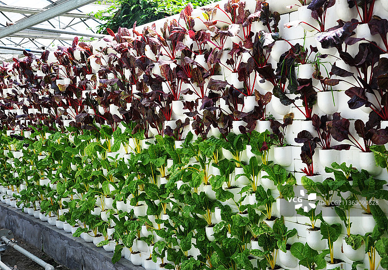 山东临沂兰陵国家农业公园内无土栽培的果蔬图片素材