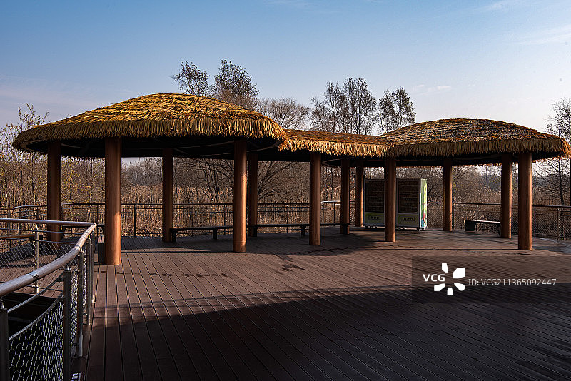 崇明西沙湿地图片素材