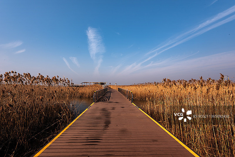 崇明西沙湿地图片素材