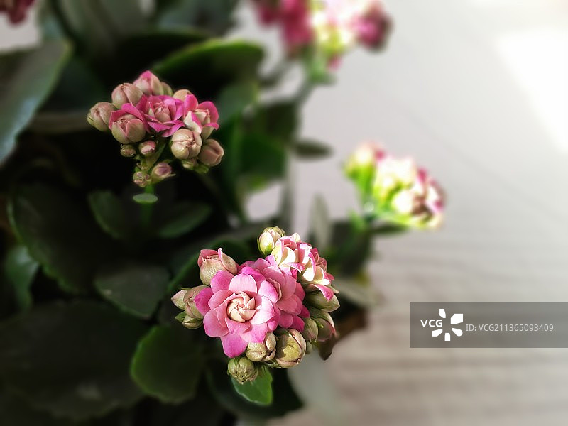 长寿花图片素材