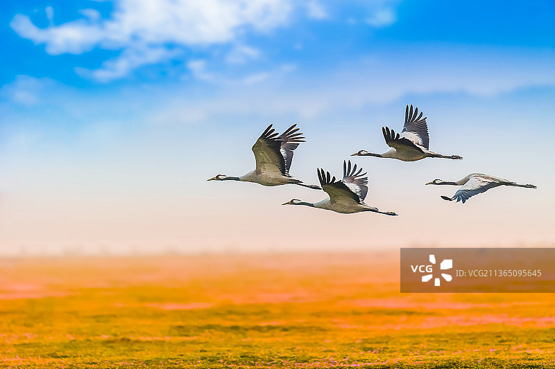 花海之上灰鹤飞图片素材