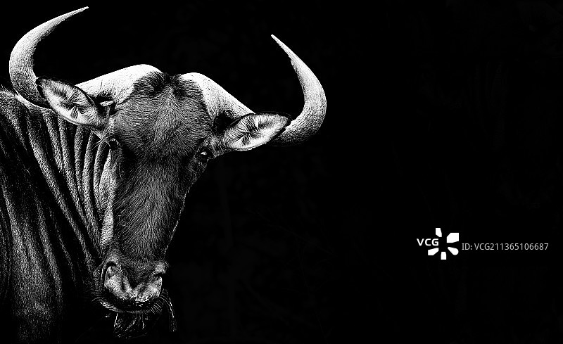 黑色背景下的黑牛特写图片素材