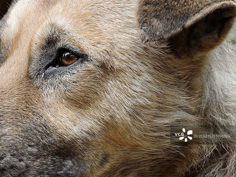 狗狗的眼睛特写图片素材