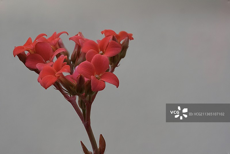 盛开红色花朵的灯笼草图片素材