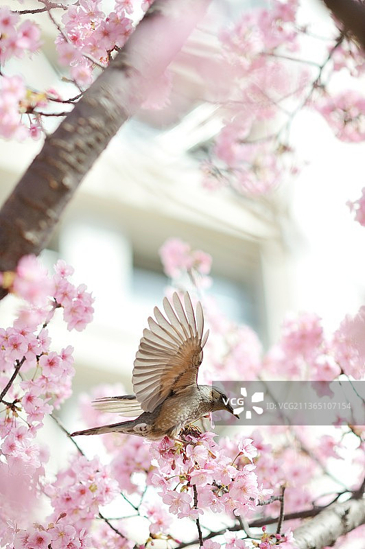 低角度拍摄：春天栖息在樱花树上的鸣禽麻雀图片素材
