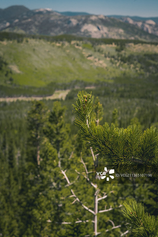 美国科罗拉多州埃斯蒂斯公园的绿色风景图片素材