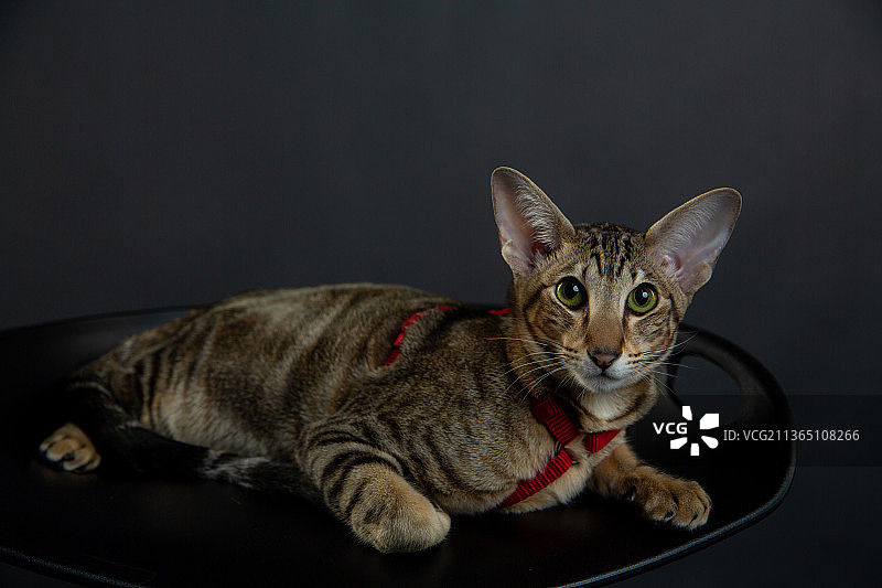 严肃的猫，坐在黑色背景的椅子上的猫的肖像图片素材