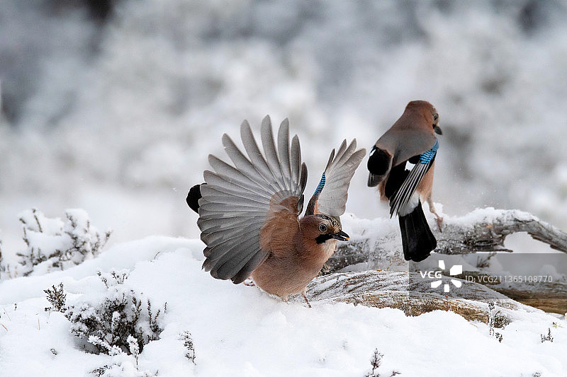 雪地里哀鸣的斑鸠特写图片素材