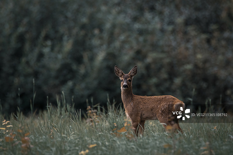 挪威田野上的狍图片素材