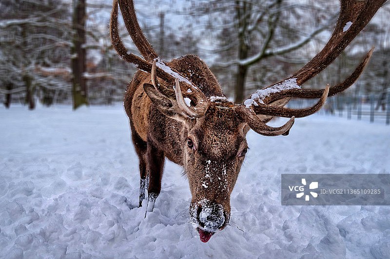 冬季德国诺德豪森森林中站立的红鹿肖像图片素材