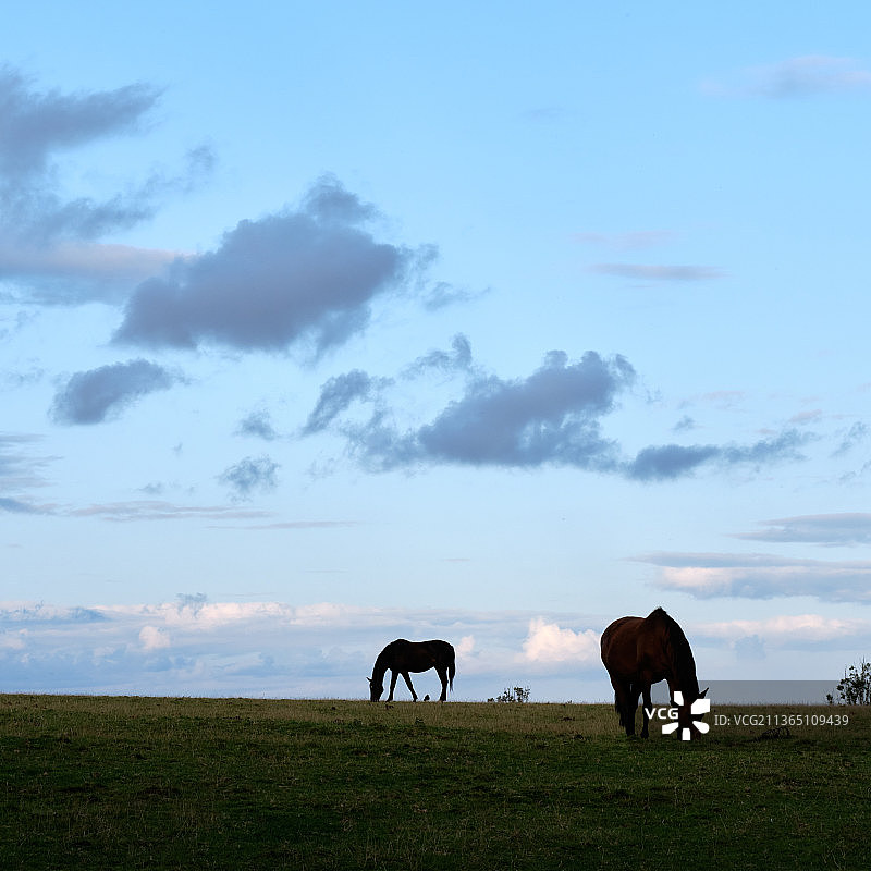 英国康沃尔草地上的两匹马图片素材