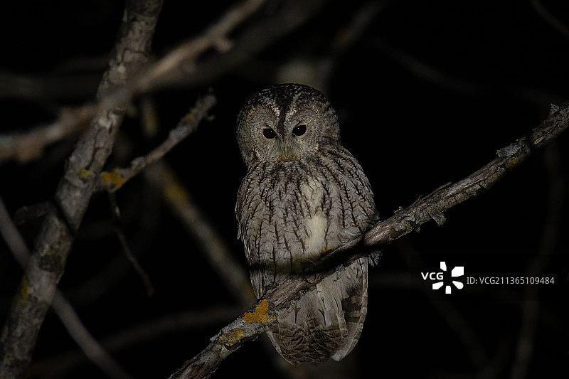 棕色猫头鹰，侏儒鸮栖息在树枝上，挪威图片素材