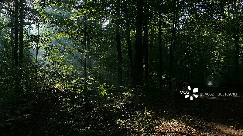 森林光影游戏图片素材