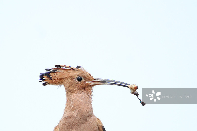 低角度看鸟栖息在白色背景前图片素材