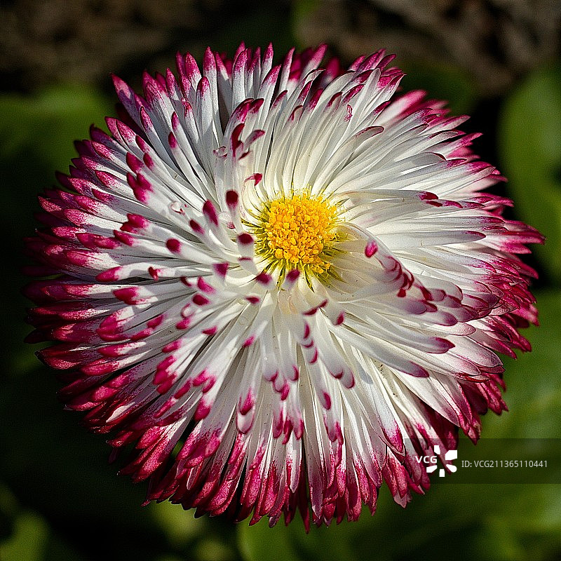 花，粉色花朵特写图片素材