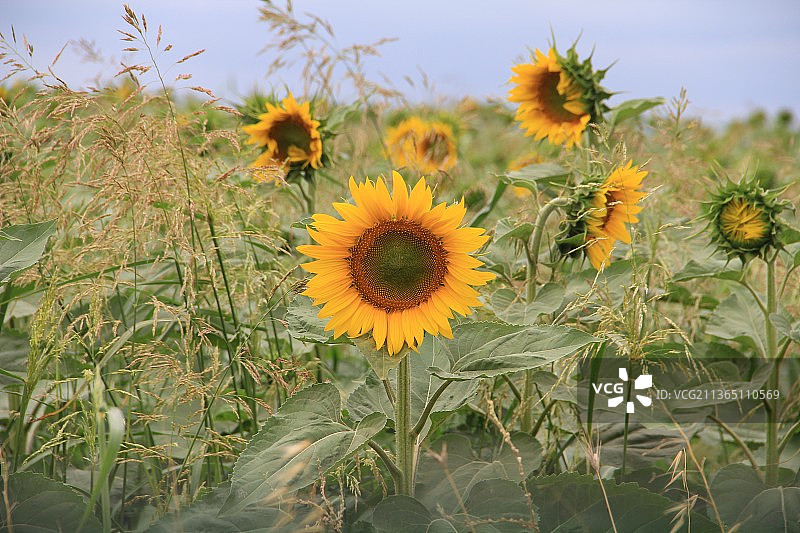 土耳其田野上的黄色开花植物特写图片素材