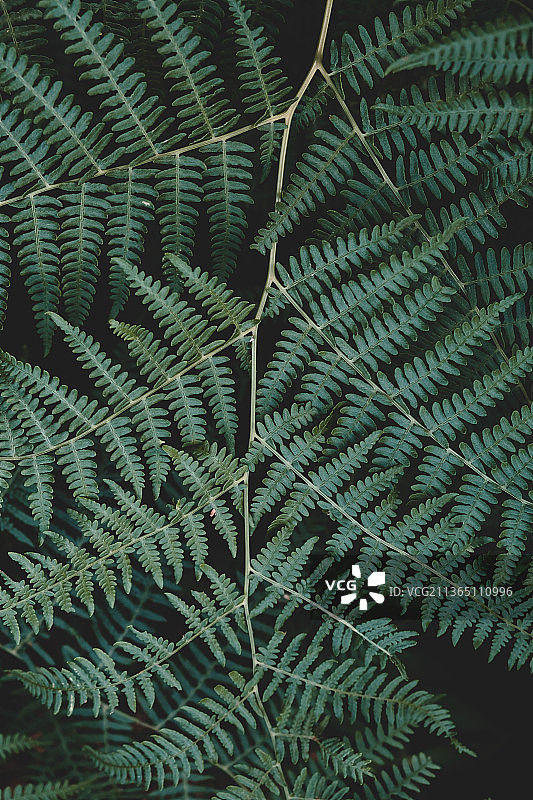 土耳其萨姆松的蕨类叶子特写图片素材