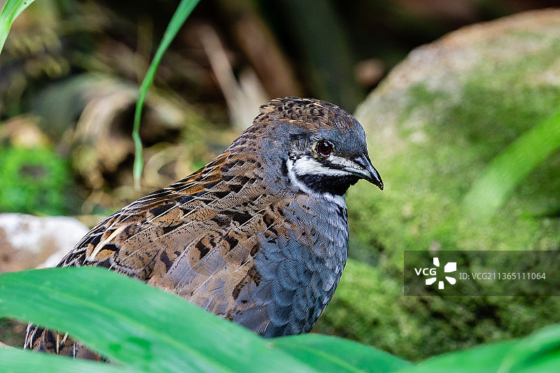 鹌鹑栖息在植物上的特写，希尔兴巴赫，德国图片素材