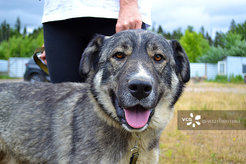 大型灰色犬的口鼻，男子与犬站在田野上的半身像图片素材