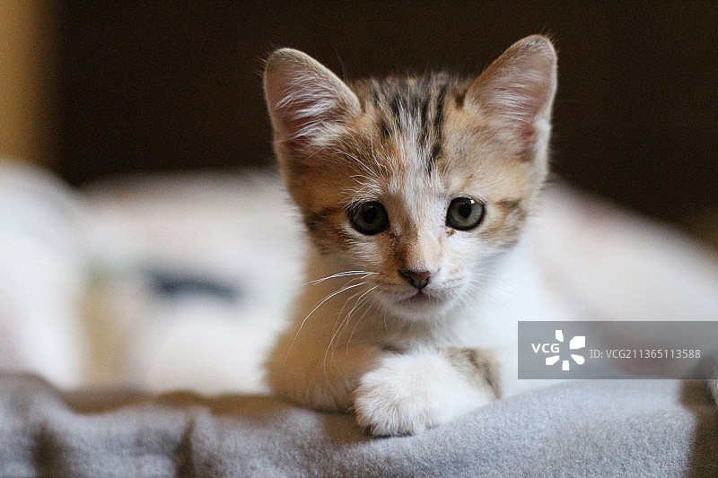 可爱小猫特写图片素材