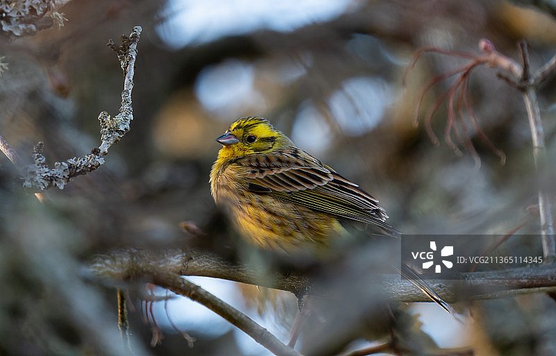 栖息在树枝上的黄雀特写图片素材