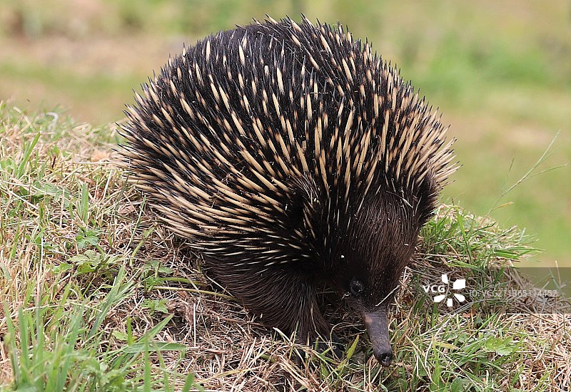 田野上的刺猬特写图片素材