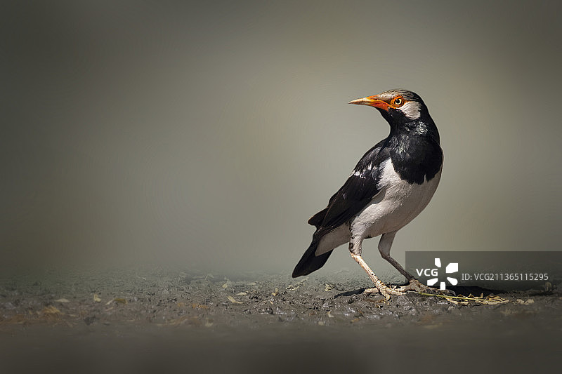八哥鸟自然背景图像图片素材