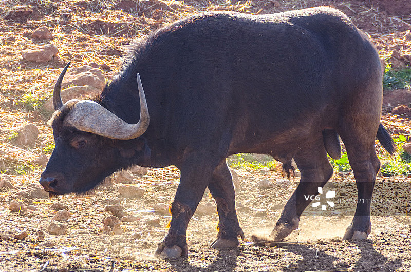 原野上水牛的侧面图片素材