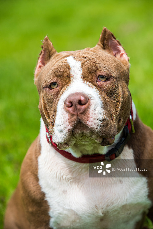 巧克力色恶霸犬幼犬在绿草地图片素材