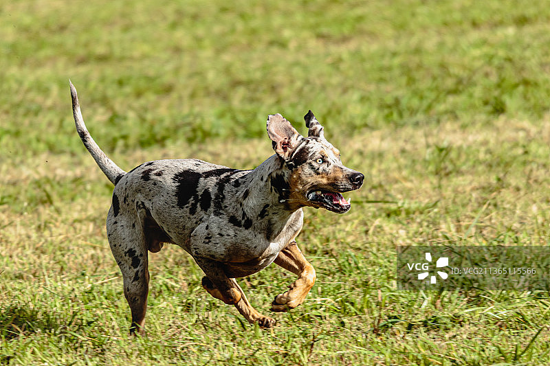 卡塔胡拉豹犬在爱沙尼亚的田野上追逐图片素材