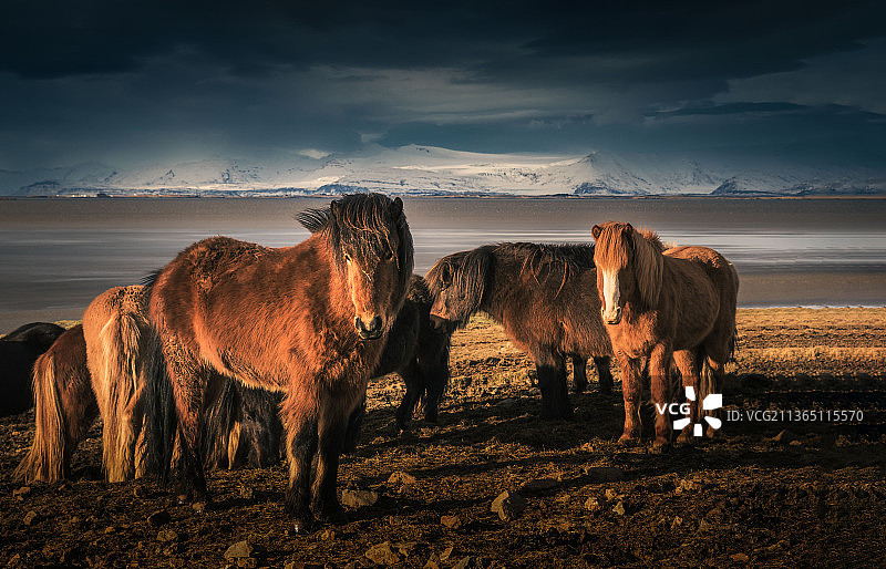 冰岛午后田野中的马匹肖像图片素材