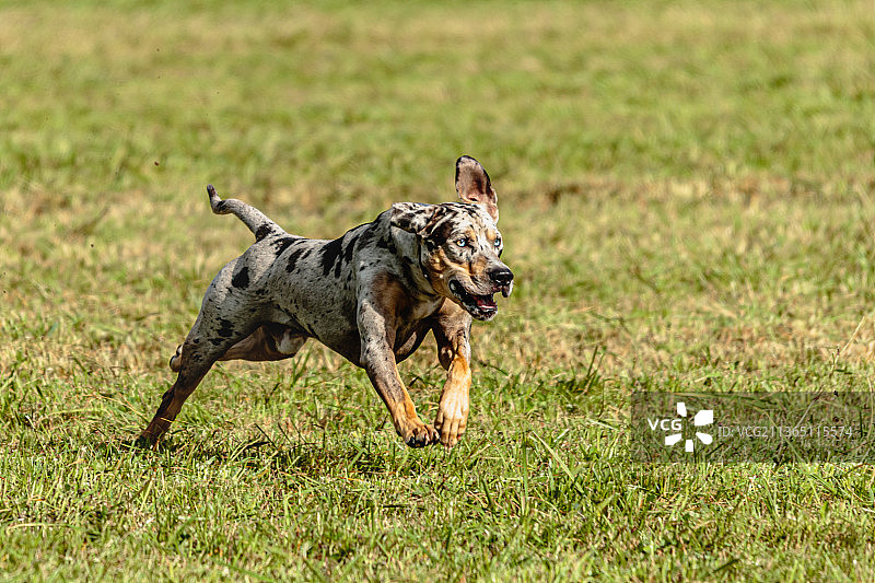 卡塔胡拉豹犬在爱沙尼亚的田野上追逐图片素材