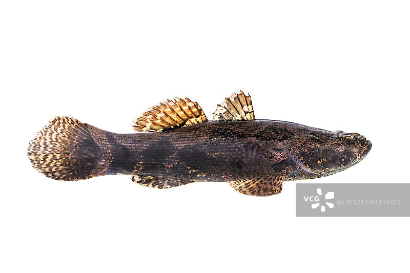 白色背景上的新鲜虾虎鱼图片素材