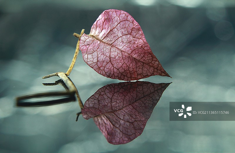 叶子的镜像反射，植物上干叶的特写，布顿岛，东南苏拉威西岛，印度尼西亚图片素材