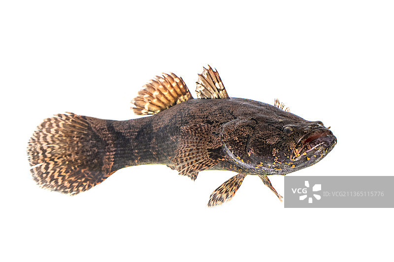 白色背景上的新鲜虾虎鱼图片素材