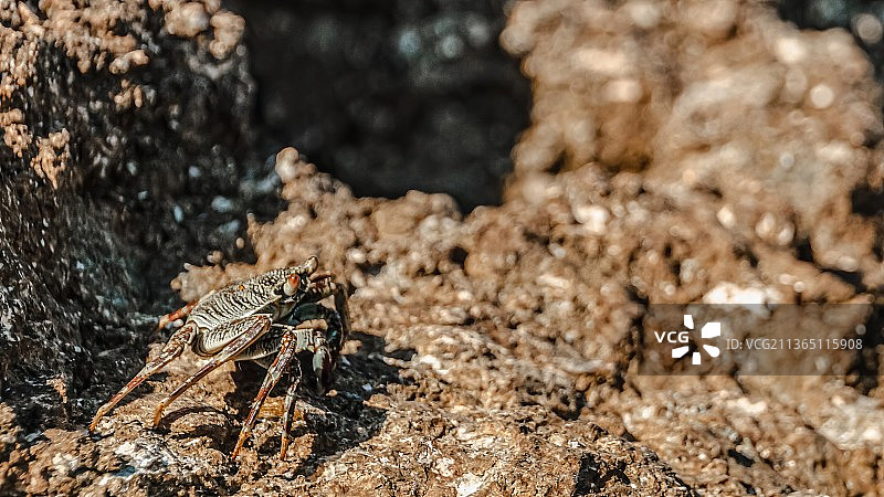 在石头上晒太阳的小螃蟹图片素材