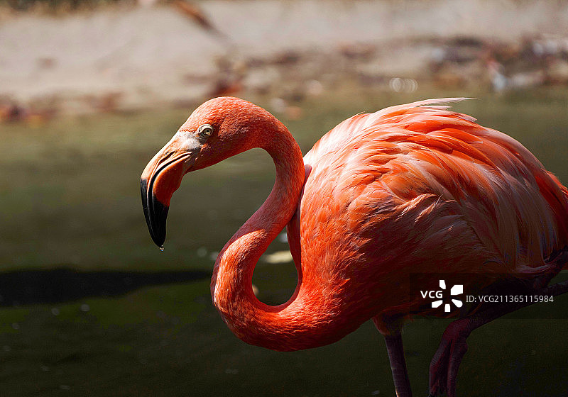 大火烈鸟特写图片素材