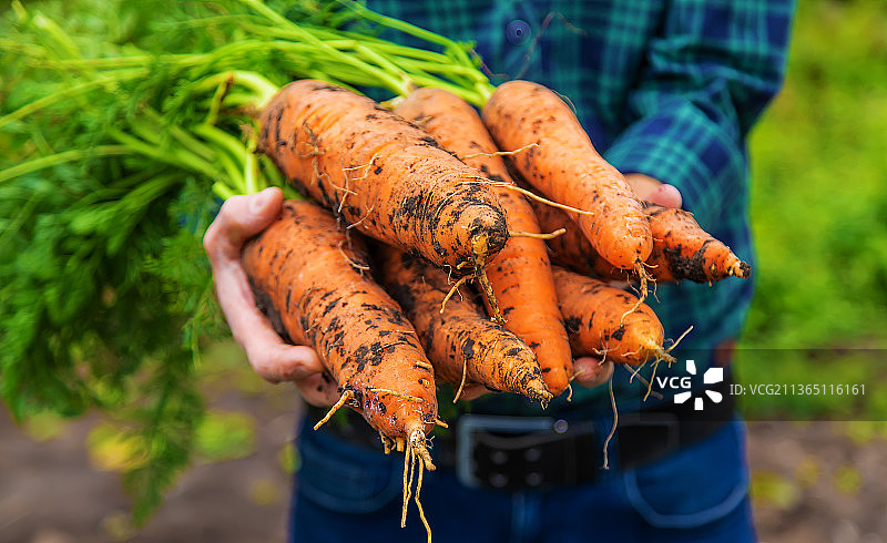 男农民手中拿着收获的胡萝卜。选择性聚焦图片素材