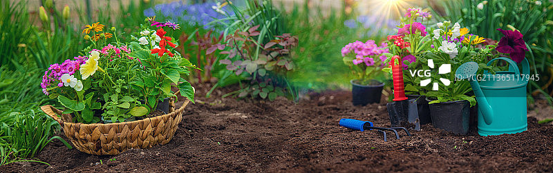 花园中的植物花卉（选择性聚焦）图片素材