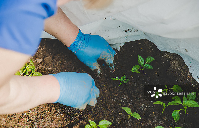 春季生长的辣椒幼苗特写镜头图片素材